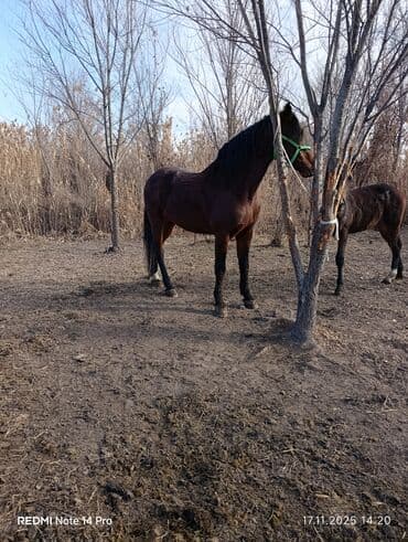серебристая шиншилла: Продаю | Жеребец | Рабочий | Племенные — 2