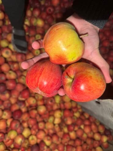 стол письменный б: Яблоки Оптом — 7