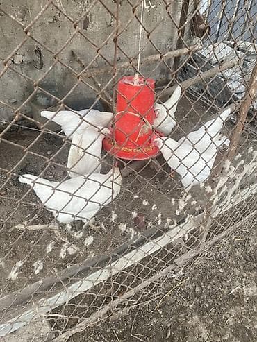 кошка в бишкеке: Продаю | Куры | Домашняя | Несушки — 1