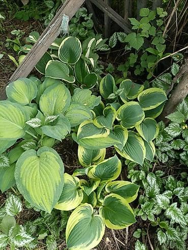 купить цветы петунии: Хоста декоративная очень много хосты кусты и по одной розетке цены — 10