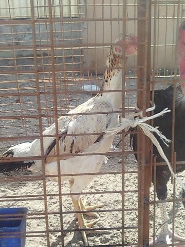 ящик бишкек: Сатам | Короздор — 3