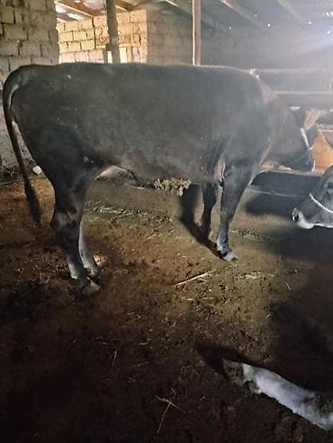 карова галштин: Продаю | Корова (самка) | На забой — 8