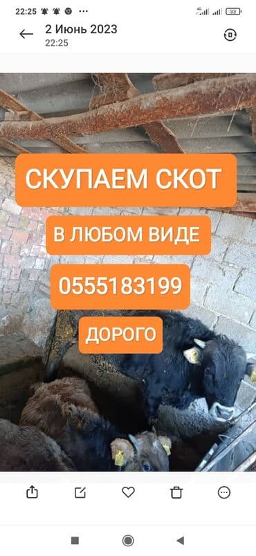 сельскохозяйственные животные продажа: Сатып алам | Уйлар, букалар, Жылкылар, аттар | Күнү-түнү, Бардык шартта, Союлган — 1