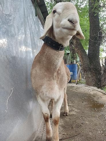 животные баран: Продаю | Баран (самец) | Для разведения | Племенные — 3