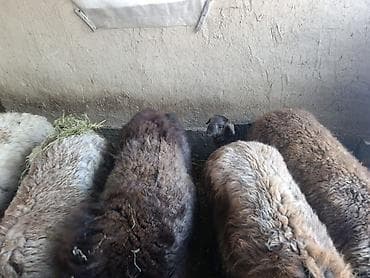 ппу ульи: Продаю | Овца (самка) | Для разведения | Матка — 3