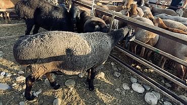 ечки кой: Продаю | Овца (самка) | Гиссарская, Полукровка, Долан | Для разведения | Матка — 6