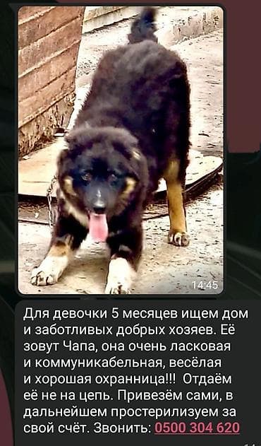 сторожи: Собака даром: Дворняжка, 5 месяцев, Самка — 1