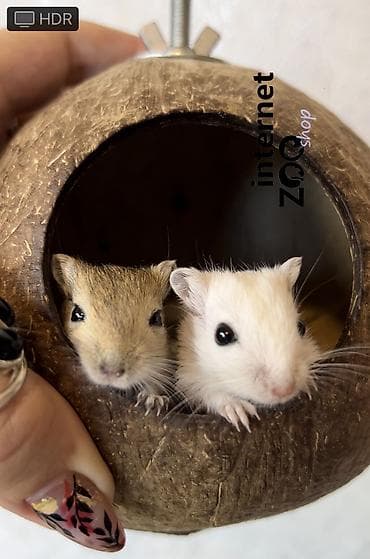 Шиншиллы: Продаются хомячки джунгарские, сирийские, ангорские пушистые хомячки — 9