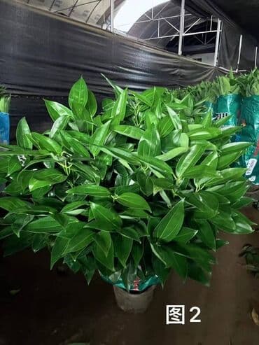 купить комнатные цветы в бишкеке: Комнатные декоративные растения в кашпо 1) Толстянка (Crassula ovata — 35