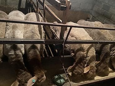 Продаю | Овца (самка) | Для разведения