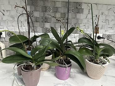 Кийимге кам көрүү жана сактоо: Срочно распродаю домашние орхидеи фаленопсис, все сортовые Голландия — 2