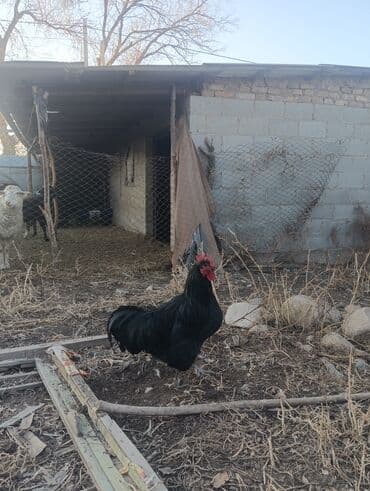 Продаю | Куры | Для разведения