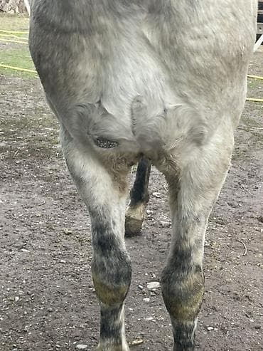 телята продажа: Продаю | Жеребец | Полукровка | Для разведения, Конный спорт — 9