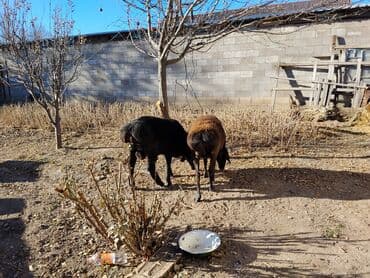 декоротивные куры: Продаю | Овца (самка) | Для разведения — 2