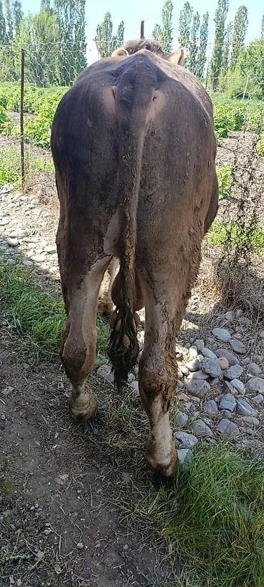 говяжьи ноги: Продаю | Бык (самец) | На откорм | Привязанные — 5