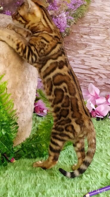 новорожденные котята: Друзья!! Проф питомник Бен Гла Мур Предлагает Шикарных элитных — 15