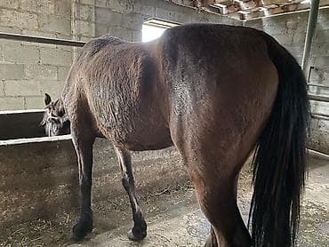 для лошадей: Продаю | Кобыла (самка) | Для разведения — 6
