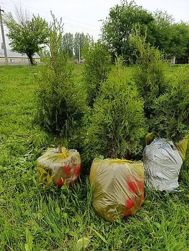 поролон пирамида: Туя западная (вероятно, сорт смарагд/колонновидная) — с комом земли в — 1