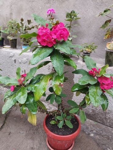 сам мойка аппарат цена бишкек: Продаётся большой молочай. отдам за 1000 или обмен рассмотрю все — 4