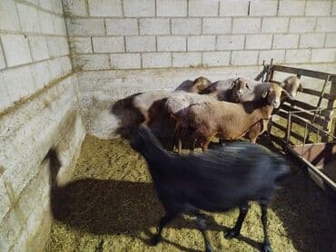 продам сельхоз животных: Сатам | Ургаачы кой (ургаачы) — 6