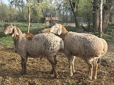 Продаю | Баран (самец) | Арашан | Для разведения