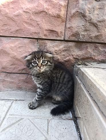 голая кошка сфинкс цена: Кошка даром: Беспородная, 2 месяца, Девочка, Приучена к лотку — 4