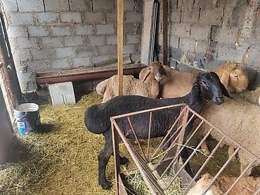 шкура баран: Продаю | Баран (самец) | Полукровка | Для разведения | Ярка — 7