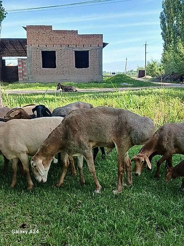 куплю русского спаниеля: Продаю | Баран (самец) | Арашан | Для разведения — 1