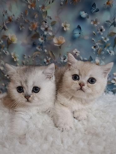 Продажа кошек: Скотиш Страйт (Шотландская прямоухая), 2 месяца, Девочка, Серебристая шиншилла, Приучена к лотку, Проглистована — 3