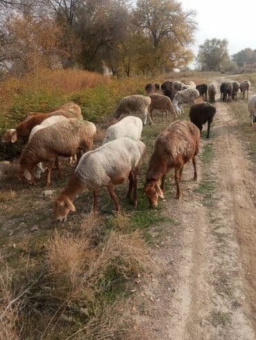 тюк пресс: Продаю | Овца (самка) | Для разведения — 1