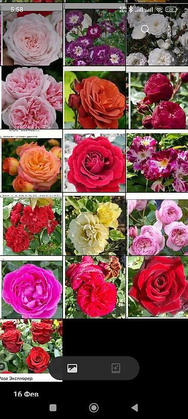 Садовая мебель: Корни роз — 1