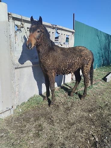 лошади кабылы: Продаю | Жеребец | Полукровка | Конный спорт | Племенные — 1