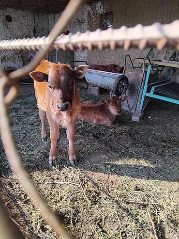 бенгальская кошка домашняя: Продаю | Корова (самка) | Для молока — 4