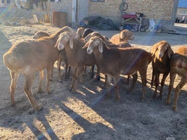 для животных: Продаю | Ягненок | Арашан | Для разведения | Ярка — 9