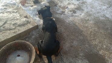 перепелка бишкек: Ягдтерьер, 2 жаш, Эркек, Эмделген — 3