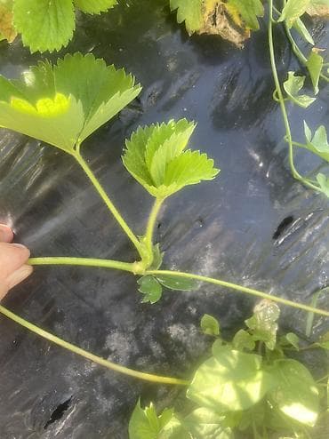 ковры для лестницы: Усики . Сорт Клери — 1