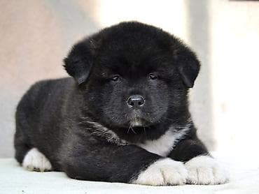 сиба ину купить: ЩЕНКИ АМЕРИКАНСКОЙ АКИТЫ открыты к резерву! 📅 Дата рождения — 1