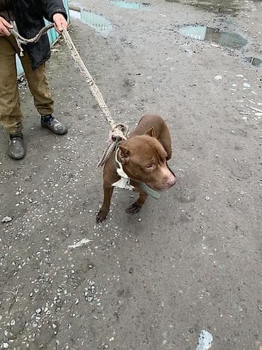 профессиональная дрессировка собак: Питомец: собака средних размеров, короткошёрстная. Окрас: однотонный — 1