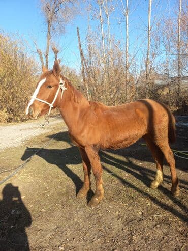Грызуны: Продаю | Конь (самец) | Для разведения | Мерин — 1