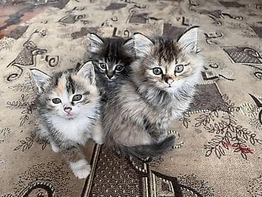 Отдам даром кошку: Кошка даром: Беспородная, 2 месяца, Мальчик — 1