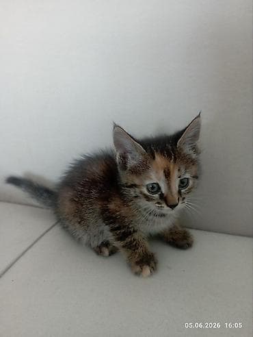 вислоухий кошка: Беспородная, 1 месяц, Мальчик, Черепаховый, Приучена к лотку — 4