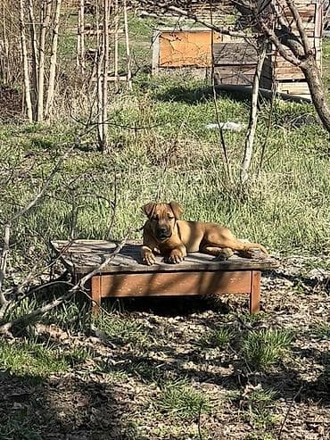 тез арада: Питбуль, 4 айлык, Ургаачы, Эмделген — 4