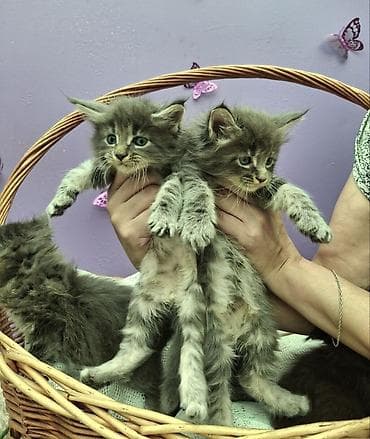коты: Мейн-кун, 1 месяц, Девочка, Серый, Приучена к лотку — 1