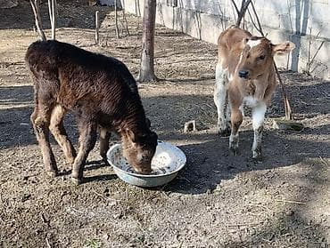 брама чорный: Продаю | Бык (самец) | Алатауская | Для разведения | Искусственник — 5