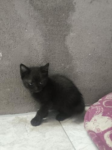 Кошки: Котята домашние в добрые руки!!!!!, помёт из двух малышей: - Черный — 2