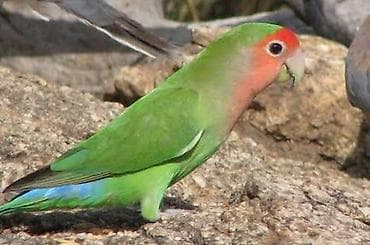 папугай ара: Неразлучники (агапорнис розовощёкий) - Вид: Agapornis roseicollis — 2