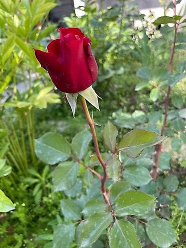 тай полукровка: Розы — 2