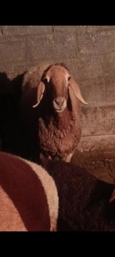 барана стрижка: Продаю | Овца (самка) | Для разведения — 1