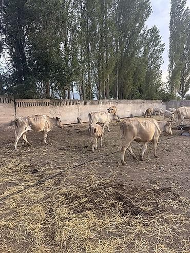 С/х животные и товары: Продаю | Корова (самка), Музоо, торпок | На откорм, Для разведения — 1