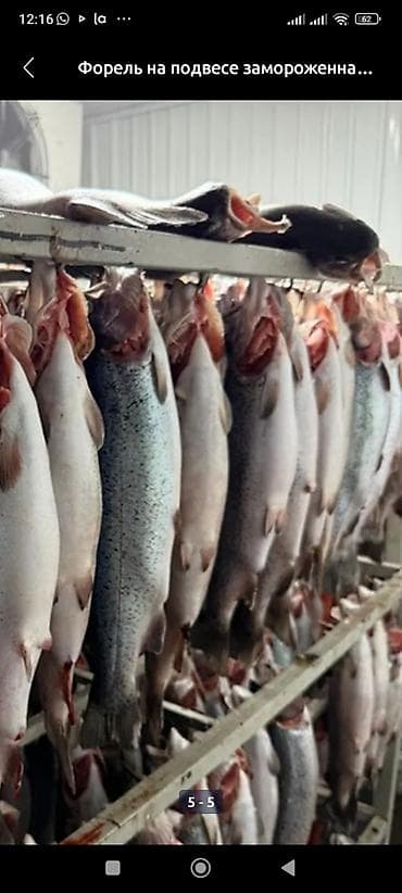 малёк рыба: СРОЧНО❗ Форель только ОПТОМ,вкус и качество всё супер,нигде не — 2